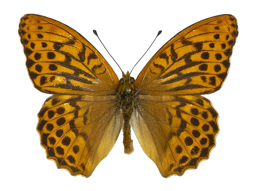 Argynnis paphia paphia — NYMPHALIDAE/Heliconiinae/Argynnini/1 - Argynnis.jpg