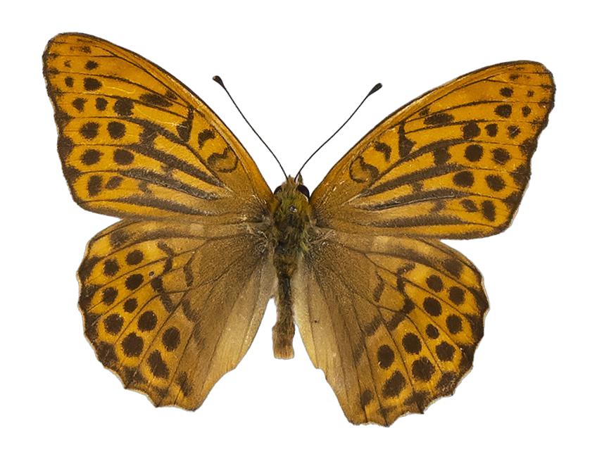 Argynnis paphia paphia — NYMPHALIDAE/Heliconiinae/Argynnini/1 - Argynnis.jpg