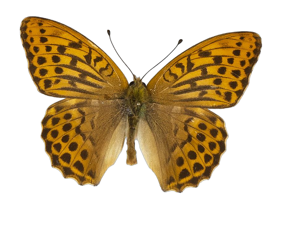 Argynnis paphia paphia — NYMPHALIDAE/Heliconiinae/Argynnini/1 - Argynnis.jpg