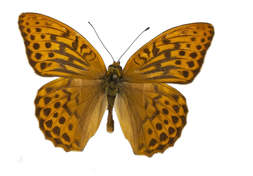 Argynnis paphia paphia — NYMPHALIDAE/Heliconiinae/Argynnini/1 - Argynnis.jpg