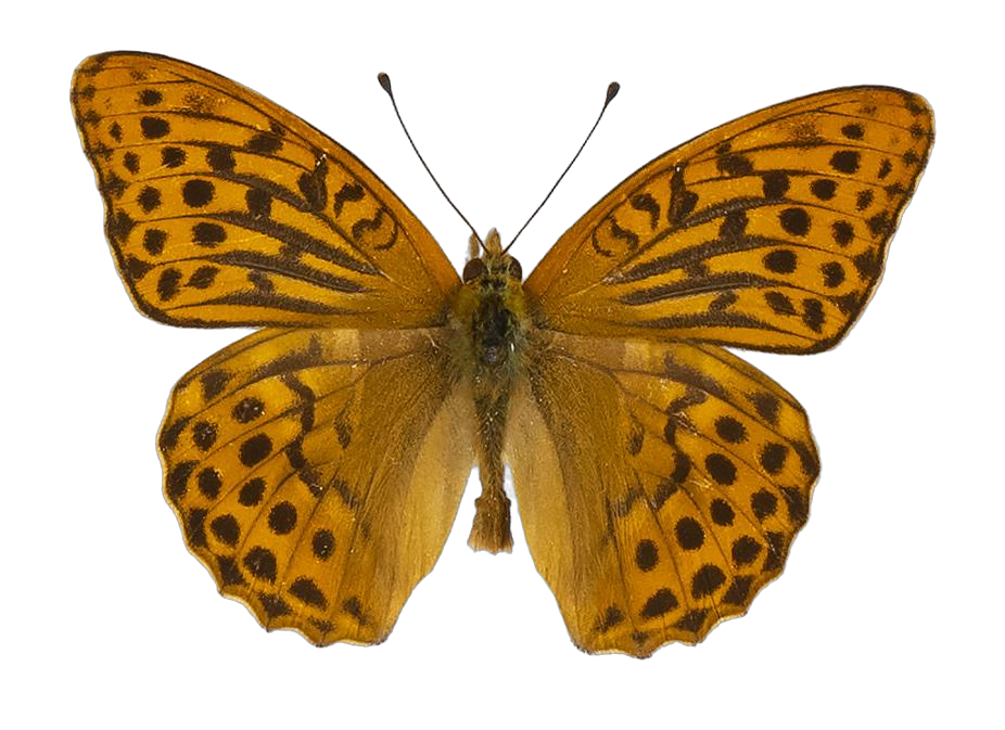 Argynnis paphia paphia — NYMPHALIDAE/Heliconiinae/Argynnini/1 - Argynnis.jpg