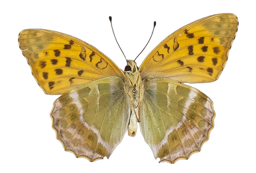 Argynnis paphia paphia — NYMPHALIDAE/Heliconiinae/Argynnini/1 - Argynnis.jpg