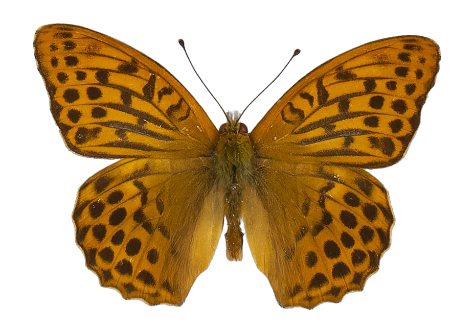 Argynnis paphia paphia — NYMPHALIDAE/Heliconiinae/Argynnini/1 - Argynnis.jpg