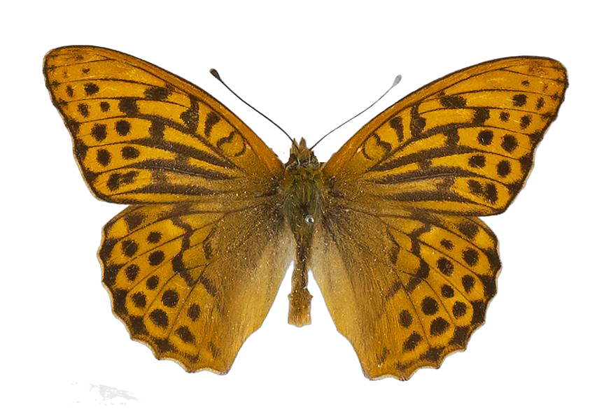 Argynnis paphia paphia — NYMPHALIDAE/Heliconiinae/Argynnini/1 - Argynnis.jpg