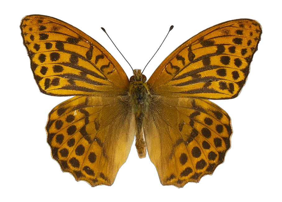 Argynnis paphia paphia — NYMPHALIDAE/Heliconiinae/Argynnini/1 - Argynnis.jpg