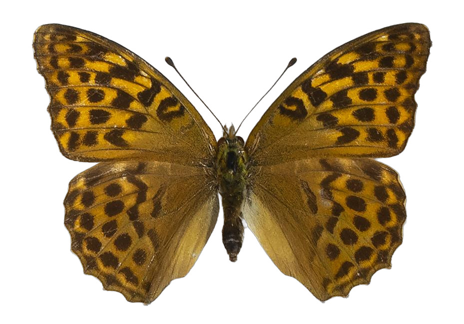 Argynnis paphia paphia — NYMPHALIDAE/Heliconiinae/Argynnini/1 - Argynnis.jpg
