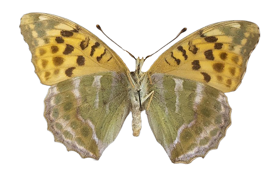 Argynnis paphia paphia — NYMPHALIDAE/Heliconiinae/Argynnini/1 - Argynnis.jpg