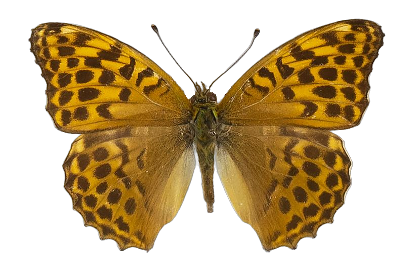 Argynnis paphia paphia — NYMPHALIDAE/Heliconiinae/Argynnini/1 - Argynnis.jpg