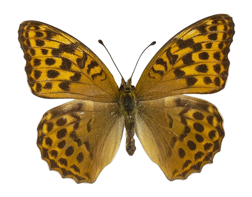 Argynnis paphia paphia — NYMPHALIDAE/Heliconiinae/Argynnini/1 - Argynnis.jpg