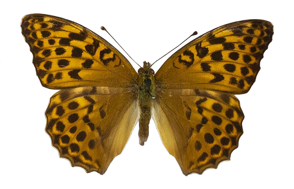 Argynnis paphia paphia — NYMPHALIDAE/Heliconiinae/Argynnini/1 - Argynnis.jpg