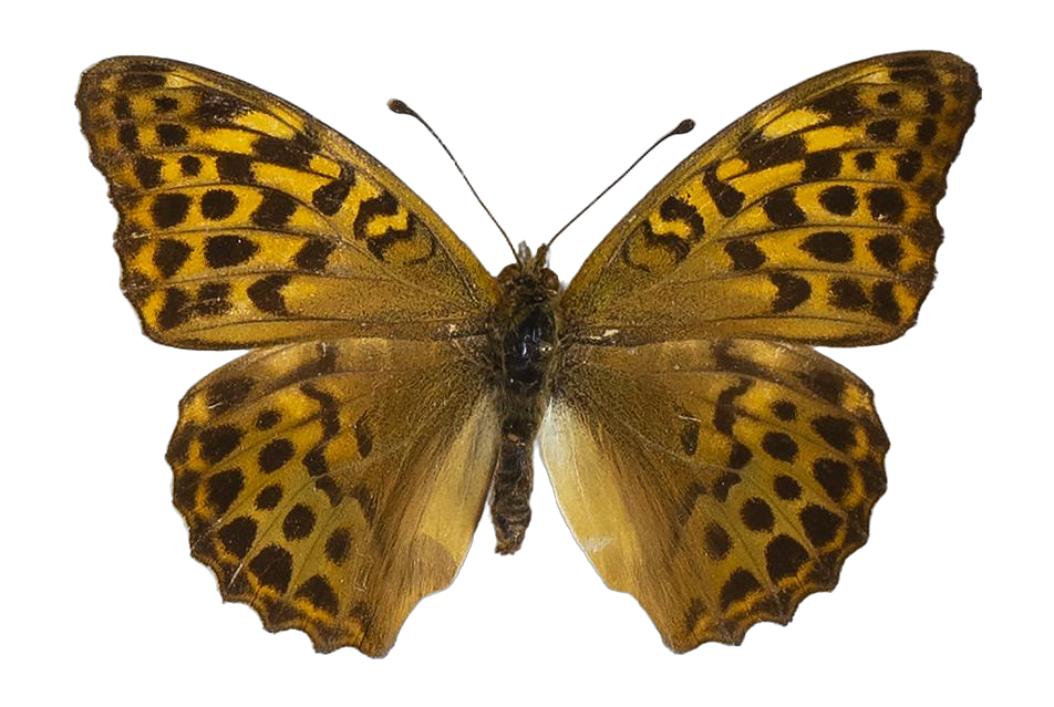 Argynnis paphia paphia — NYMPHALIDAE/Heliconiinae/Argynnini/1 - Argynnis.jpg