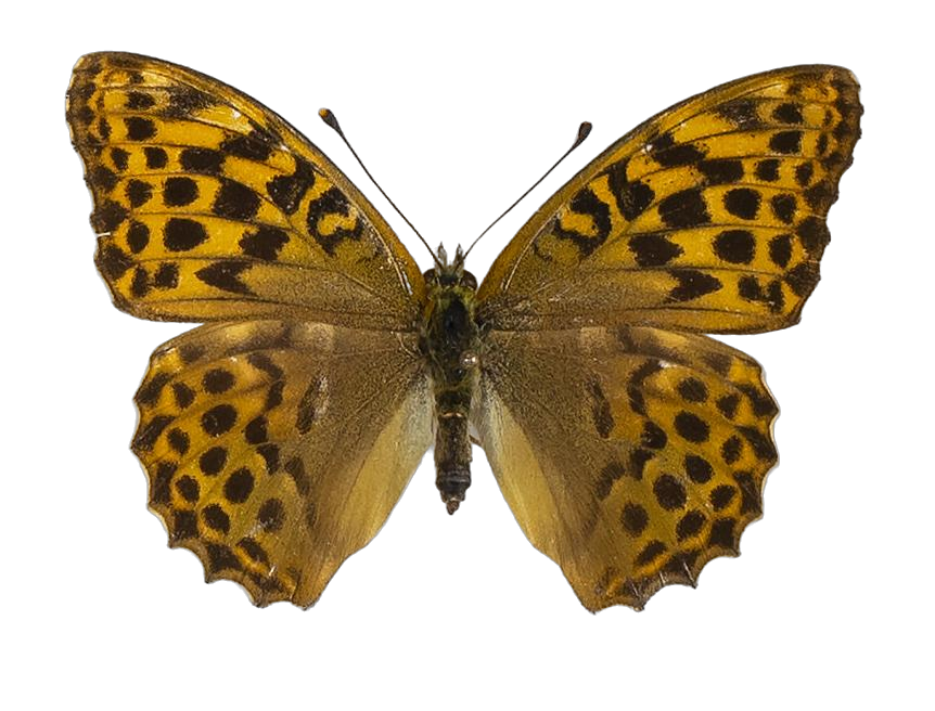 Argynnis paphia paphia — NYMPHALIDAE/Heliconiinae/Argynnini/1 - Argynnis.jpg