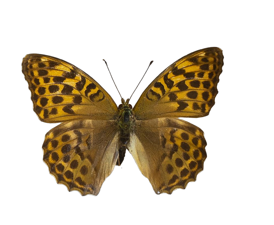 Argynnis paphia paphia — NYMPHALIDAE/Heliconiinae/Argynnini/1 - Argynnis.jpg