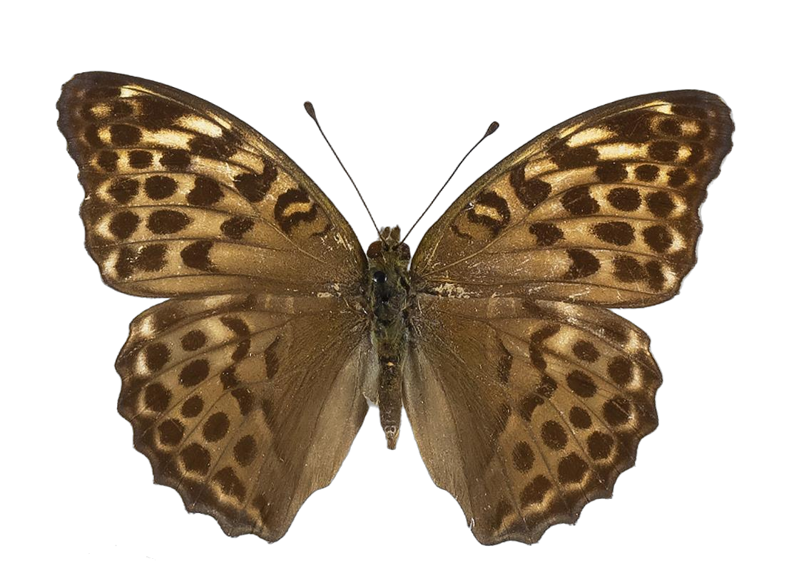 Argynnis paphia paphia — NYMPHALIDAE/Heliconiinae/Argynnini/1 - Argynnis.jpg