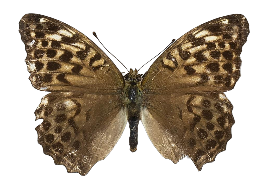 Argynnis paphia paphia — NYMPHALIDAE/Heliconiinae/Argynnini/1 - Argynnis.jpg