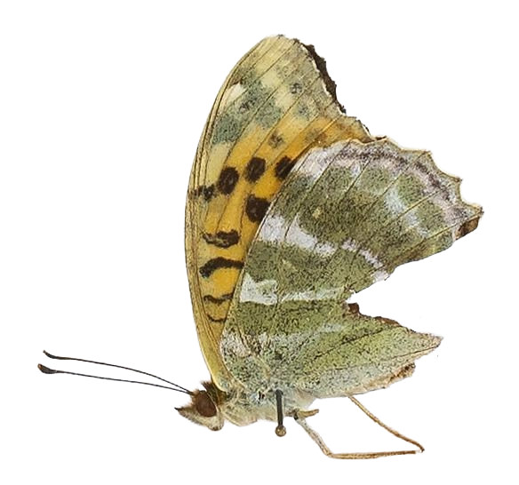 Argynnis paphia paphia — NYMPHALIDAE/Heliconiinae/Argynnini/1 - Argynnis.jpg