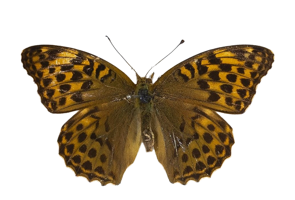 Argynnis paphia paphia — NYMPHALIDAE/Heliconiinae/Argynnini/1 - Argynnis.jpg