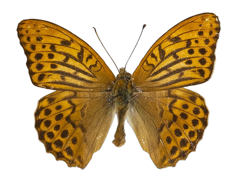Argynnis paphia paphia — NYMPHALIDAE/Heliconiinae/Argynnini/1 - Argynnis.jpg
