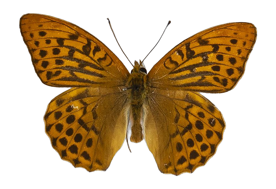 Argynnis paphia paphia — NYMPHALIDAE/Heliconiinae/Argynnini/1 - Argynnis.jpg