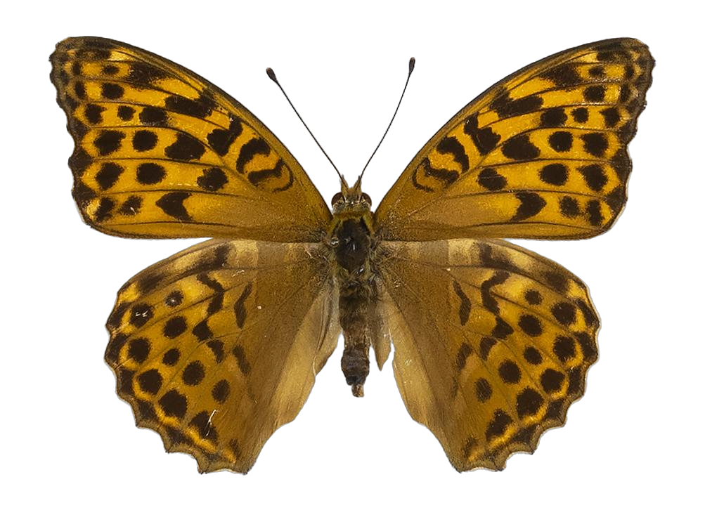Argynnis paphia paphia — NYMPHALIDAE/Heliconiinae/Argynnini/1 - Argynnis.jpg