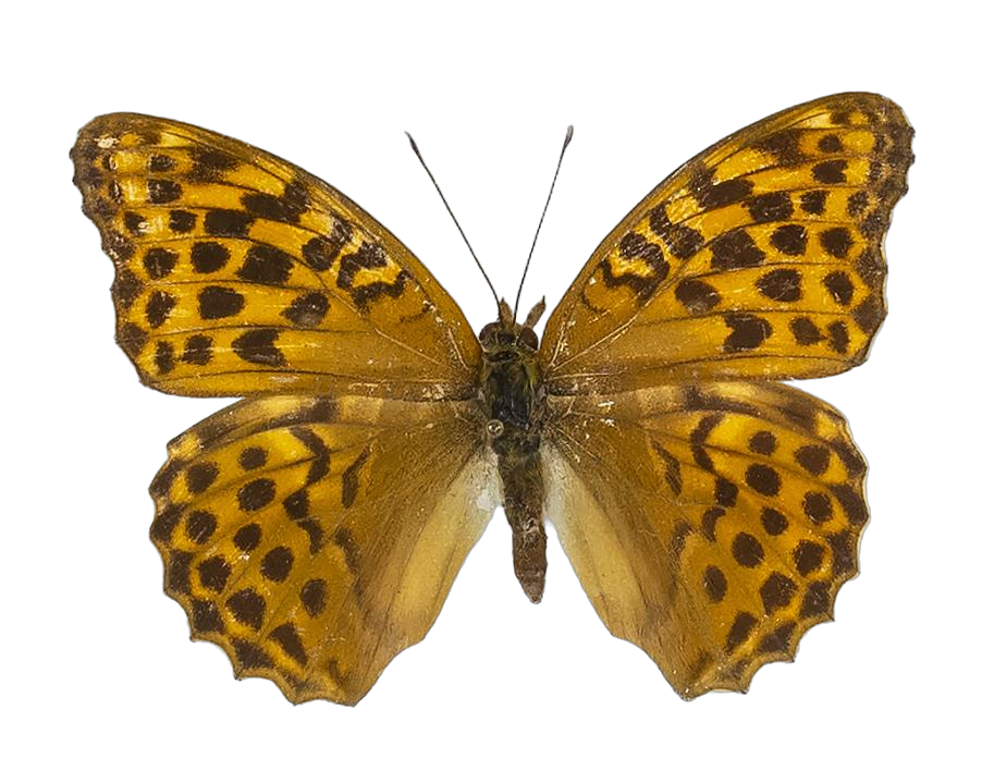 Argynnis paphia paphia — NYMPHALIDAE/Heliconiinae/Argynnini/1 - Argynnis.jpg