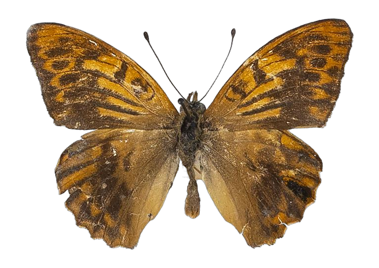 Argynnis paphia paphia — NYMPHALIDAE/Heliconiinae/Argynnini/1 - Argynnis.jpg