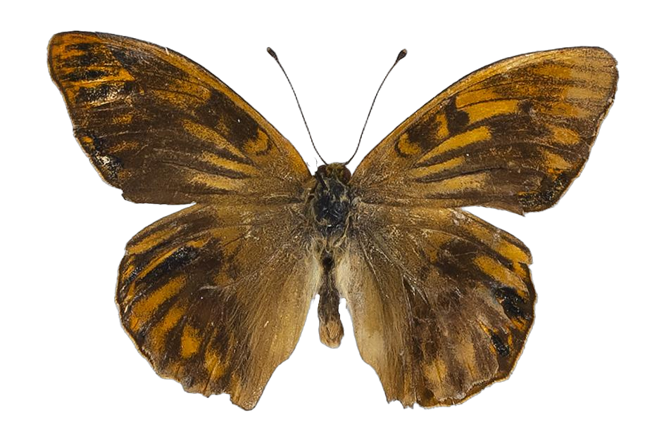 Argynnis paphia paphia — NYMPHALIDAE/Heliconiinae/Argynnini/1 - Argynnis.jpg