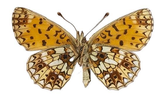 Clossiana helena selene — NYMPHALIDAE/Heliconiinae/Argynnini/1 - Clossiana.jpg