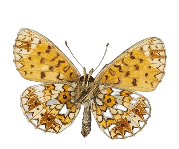 Clossiana helena selene — NYMPHALIDAE/Heliconiinae/Argynnini/1 - Clossiana.jpg