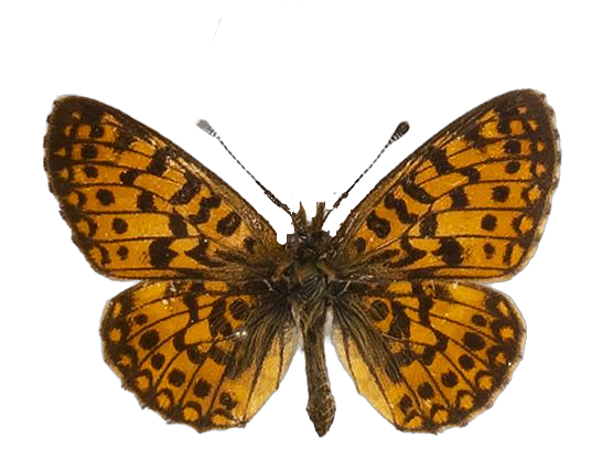 Clossiana helena selene — NYMPHALIDAE/Heliconiinae/Argynnini/1 - Clossiana.jpg