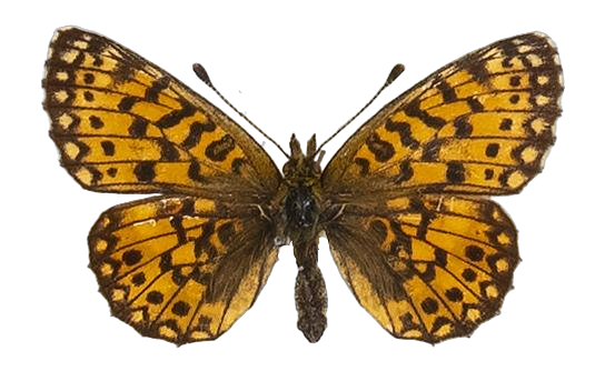 Clossiana helena selene — NYMPHALIDAE/Heliconiinae/Argynnini/1 - Clossiana.jpg