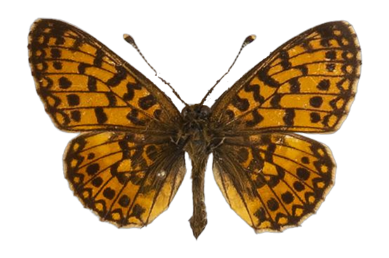 Clossiana helena selene — NYMPHALIDAE/Heliconiinae/Argynnini/1 - Clossiana.jpg