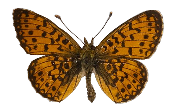 Clossiana helena selene — NYMPHALIDAE/Heliconiinae/Argynnini/1 - Clossiana.jpg