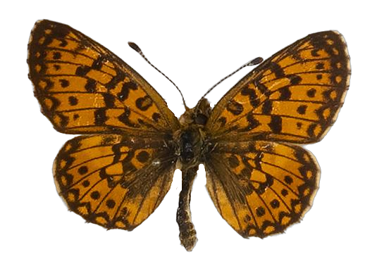 Clossiana helena selene — NYMPHALIDAE/Heliconiinae/Argynnini/1 - Clossiana.jpg