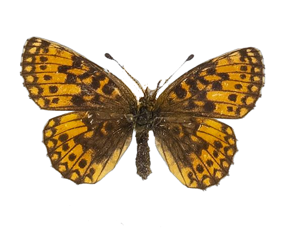 Clossiana helena selene — NYMPHALIDAE/Heliconiinae/Argynnini/1 - Clossiana.jpg