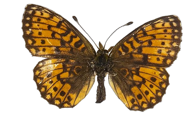 Clossiana helena selene — NYMPHALIDAE/Heliconiinae/Argynnini/1 - Clossiana.jpg
