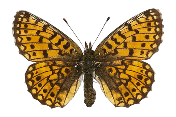 Clossiana helena selene — NYMPHALIDAE/Heliconiinae/Argynnini/1 - Clossiana.jpg