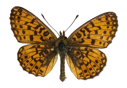 Clossiana helena selene — NYMPHALIDAE/Heliconiinae/Argynnini/1 - Clossiana.jpg