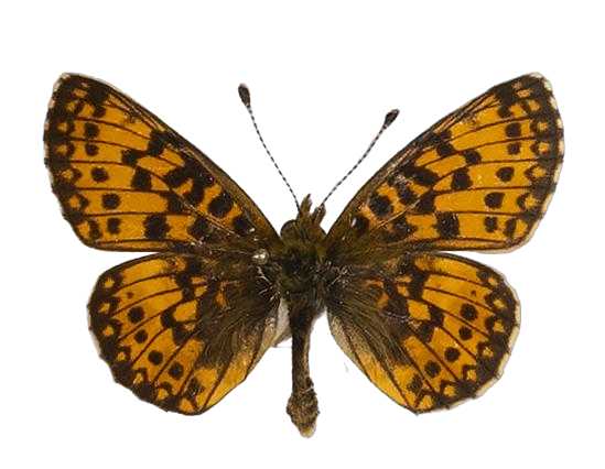 Clossiana helena selene — NYMPHALIDAE/Heliconiinae/Argynnini/1 - Clossiana.jpg