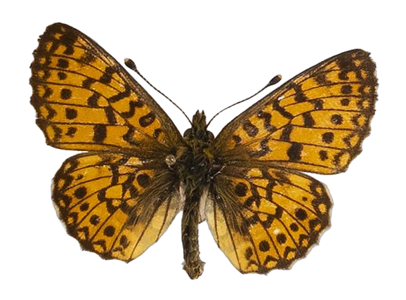 Clossiana helena selene — NYMPHALIDAE/Heliconiinae/Argynnini/1 - Clossiana.jpg