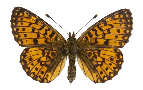 Clossiana helena selene — NYMPHALIDAE/Heliconiinae/Argynnini/1 - Clossiana.jpg