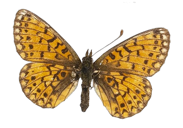 Clossiana helena selene — NYMPHALIDAE/Heliconiinae/Argynnini/1 - Clossiana.jpg