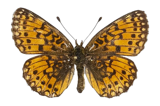 Clossiana helena selene — NYMPHALIDAE/Heliconiinae/Argynnini/1 - Clossiana.jpg