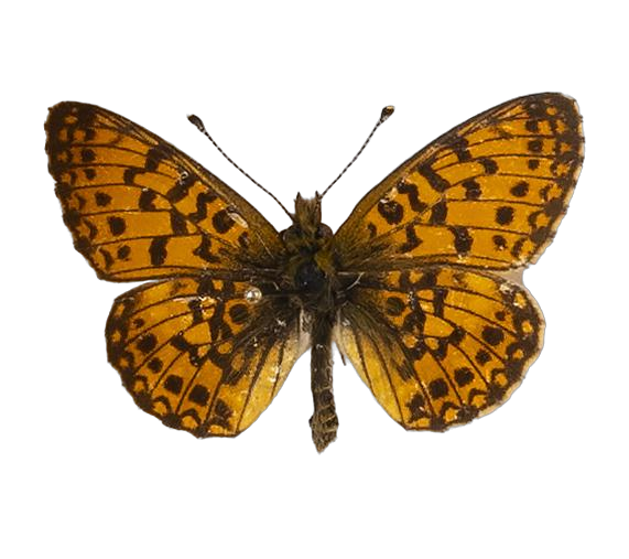 Clossiana helena selene — NYMPHALIDAE/Heliconiinae/Argynnini/1 - Clossiana.jpg