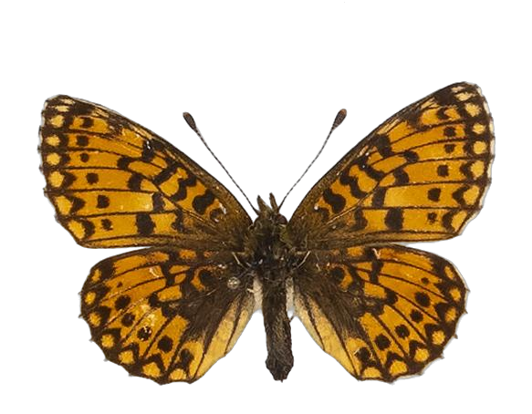 Clossiana helena selene — NYMPHALIDAE/Heliconiinae/Argynnini/1 - Clossiana.jpg