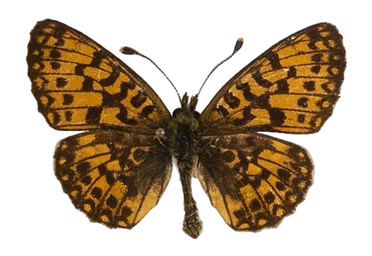 Clossiana helena selene — NYMPHALIDAE/Heliconiinae/Argynnini/1 - Clossiana.jpg