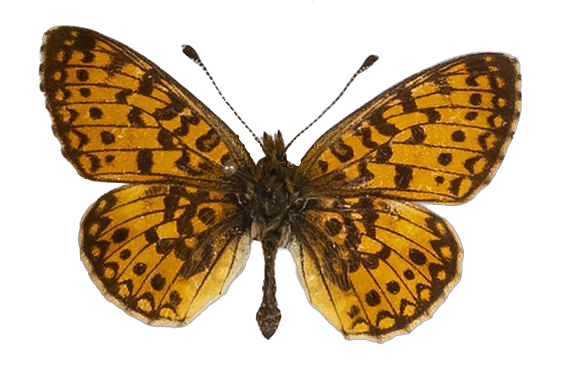 Clossiana helena selene — NYMPHALIDAE/Heliconiinae/Argynnini/1 - Clossiana.jpg