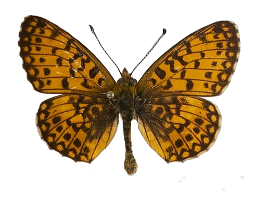Clossiana helena selene — NYMPHALIDAE/Heliconiinae/Argynnini/1 - Clossiana.jpg