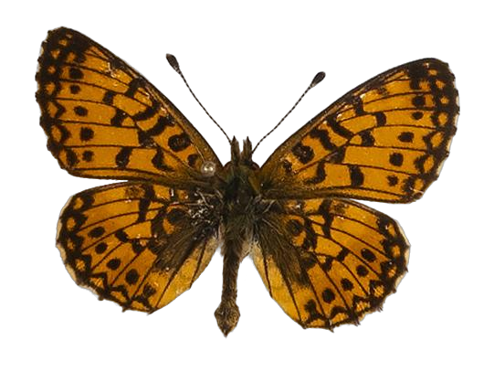 Clossiana helena selene — NYMPHALIDAE/Heliconiinae/Argynnini/1 - Clossiana.jpg