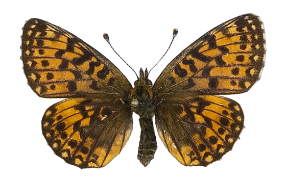 Clossiana helena selene — NYMPHALIDAE/Heliconiinae/Argynnini/1 - Clossiana.jpg
